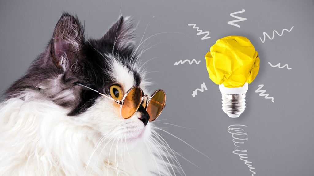 Cat with an idea